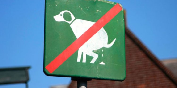 Eight radical solutions to the problem of dog mess - BBC News