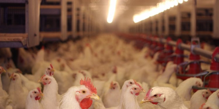 Poultry matter: What to do with all that chicken shit? | Grist
