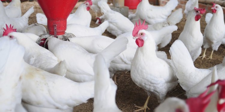 Profitability of poultry farming in Nigeria | Naija Blog Queen Olofofo