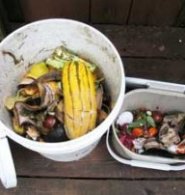 food scrap bucket