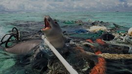 Seal stuck in plastic pollution in the ocean